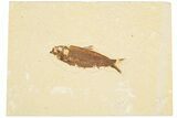Detailed Fossil Fish (Knightia) - Wyoming #186477-1